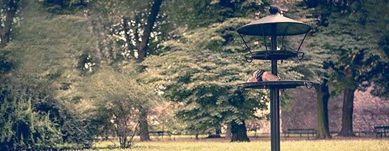 Mangiatoie nel parco cittadino